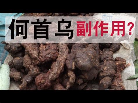 人蔘何首烏種植|何首烏怎麼種植？何首烏的繁殖要點與種植方法介紹